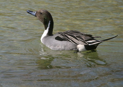 Duck