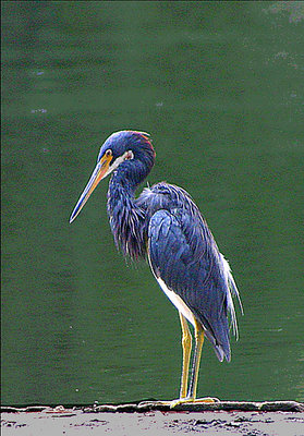 "Little Blue Heron"