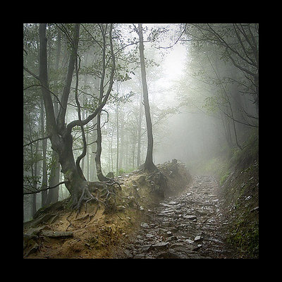 Guardian of the forest path