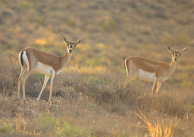 Iranian gazell