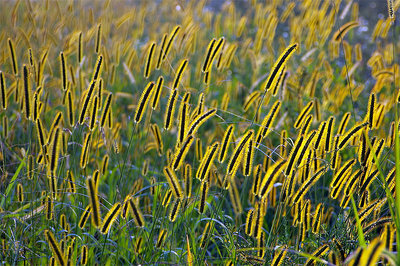 Weeds in sunset