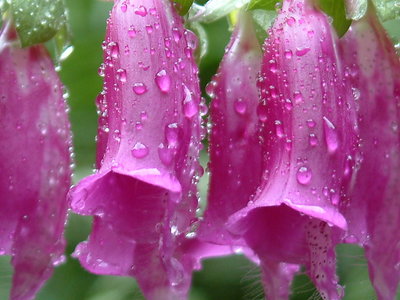 Fox Glove In The Rain