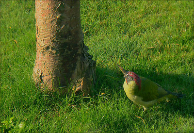 Green Woodpecker