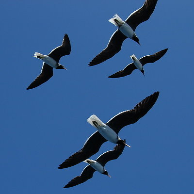 See gulls **