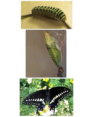 Black Swallowtail Metamorphosis