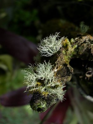micro plants