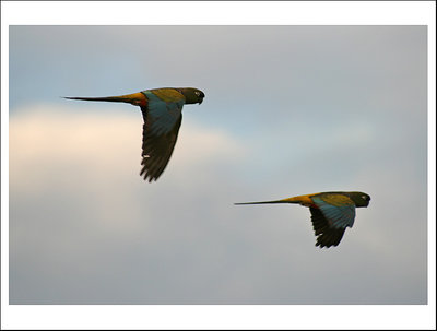 El vuelo de los loros (1)