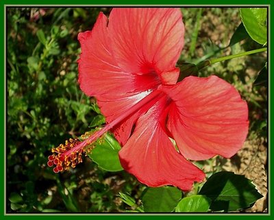 still blooming..