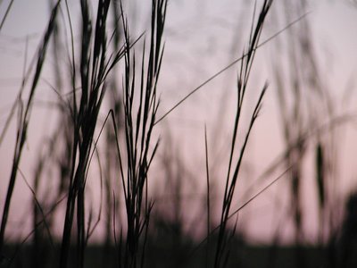 grass at dusk
