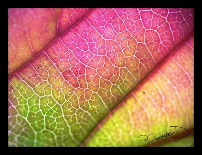 leaf second try ...