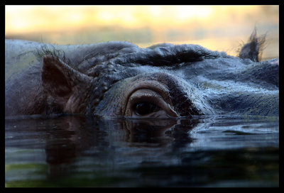 Beware of the Hippo!