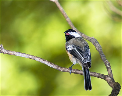 Backyard Chickadee