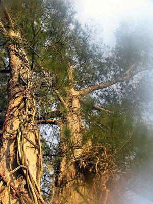 I Dreamed of Trees