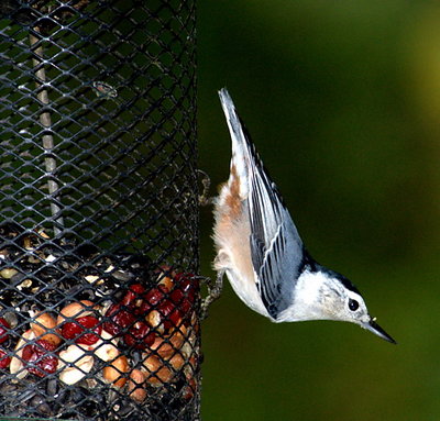 White beasted nuthatch