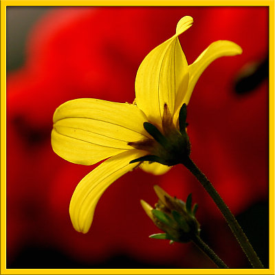 yellow - red