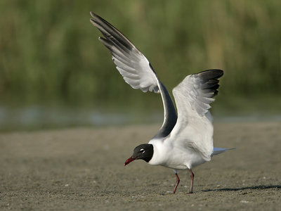 Laughing Gull 