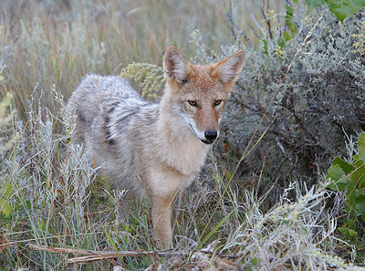 Western Coyote