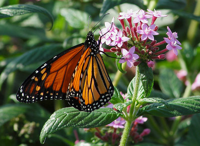 Monarch beauty