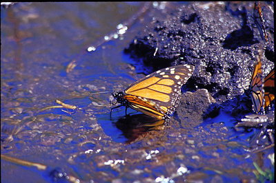 Butterfly in the blue