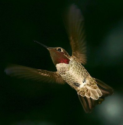 "Big Red' Male Anna Hummingbird
