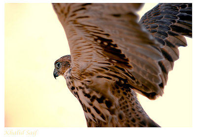 Fly Like A Falcon