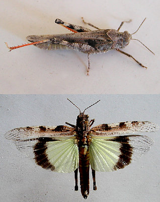Yellow Wing Grasshopper 1