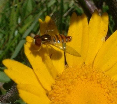 fly-bee
