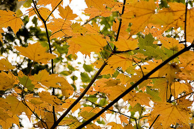 Under leaves