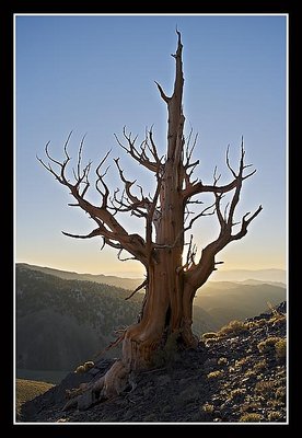 Bristlecone Pine Sunrise