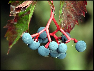 Berries Blue