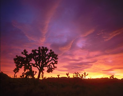 Joshua Tree II