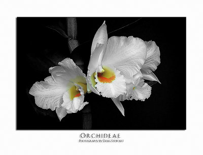 orchideae