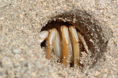 sand crab