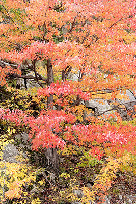 Autumn tree 2005