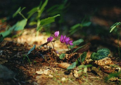 THE CYCLAMENS