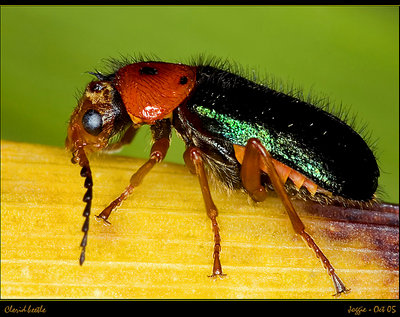 Clerid beetle