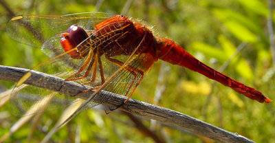  Red Dragonfly