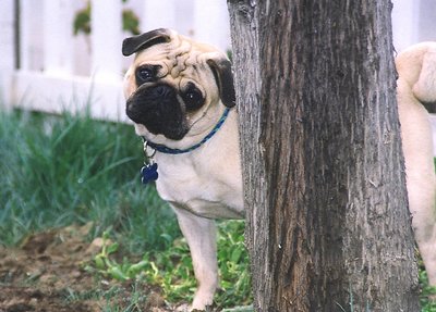 The Pug