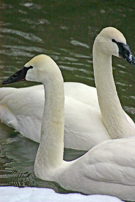 swans