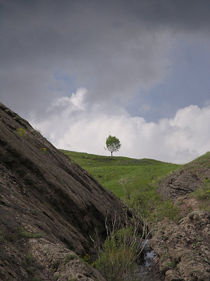 on tree in the mountain