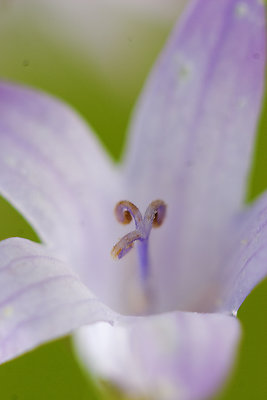 tiny bellflower