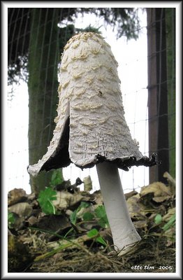 coprinus comatus