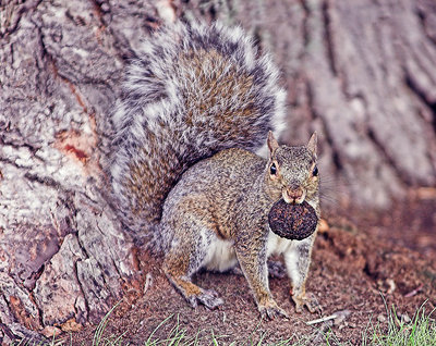 Squirrel with Nut