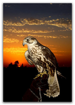 Falcon & Sunset