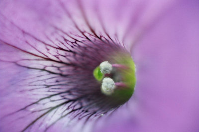 bee's eye view