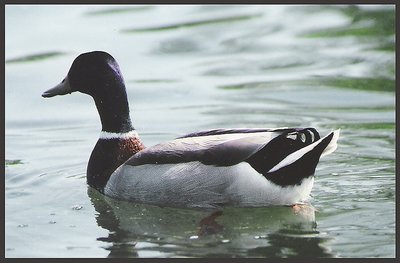 Mallard