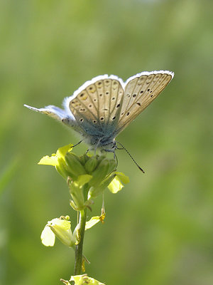 Nice Butterfly