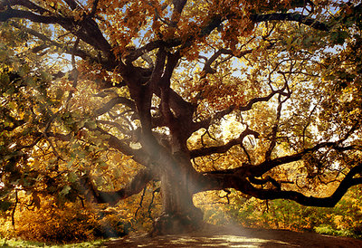 the tree of the witches