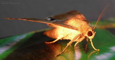 MOTH
