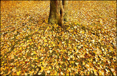 Autumn, Mount Usher